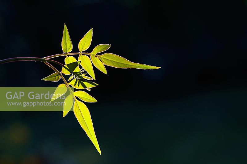 Jasminum officinale 'Clotted Cream' - Jasmine leaves lit by morning sun against a dark background