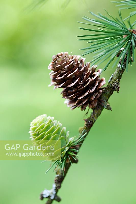 Larix x eurolepis - Dunkeld Larch tree cones