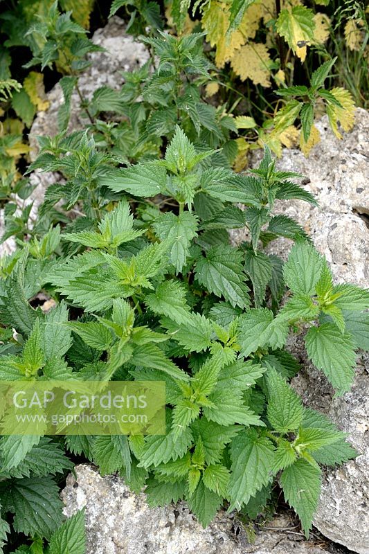 Urtica dioica - Stinging Nettles