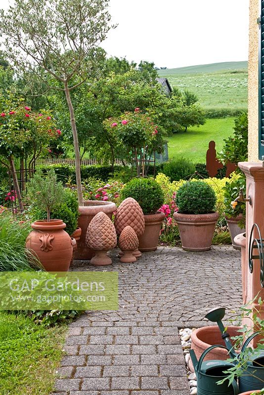 Terracotta pots and cones in a paved area of the courtyard, planted with Rosa 'Heidetraum' Buxus, Hedera helix 'Hibernica', Olea europaea and Rosmarinus officinalis