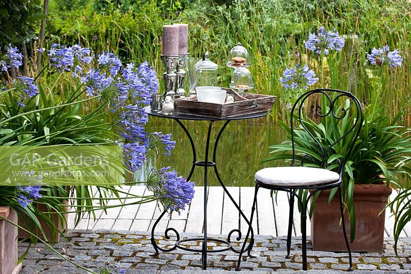 A metal chair and bistro table with chandeliers in front of natural swimming pool. Planting of Agapanthus africanus 'Blue Star'