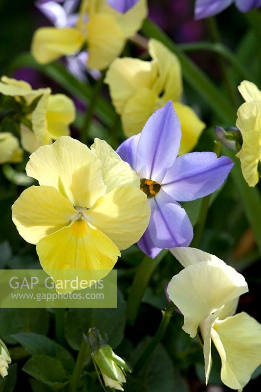 Viola 'Dawn' with Ipheion uniflorum 'Wisley Blue' - Spring Starflower