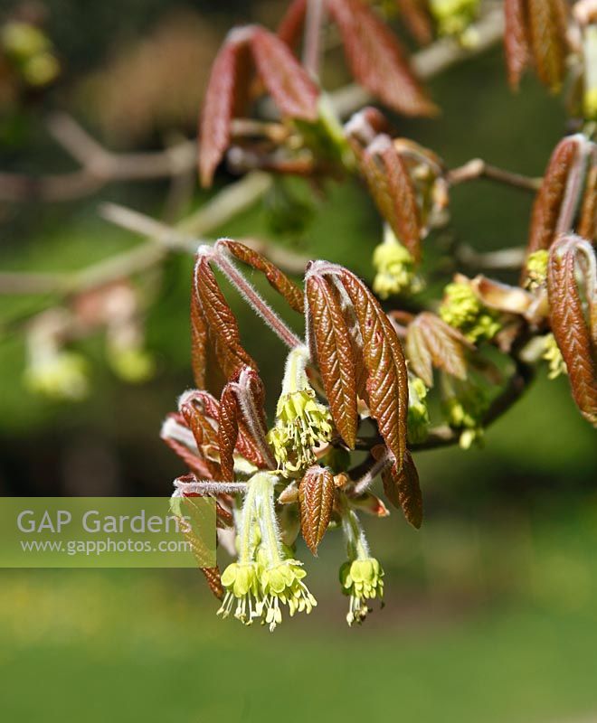 Acer maximowiczianum, close up of flowers