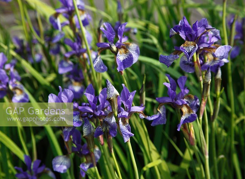 Iris sibirica 'Tycoon'