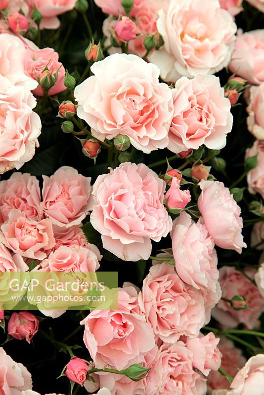 Rosa 'Twiggy's Rose' - RHS Chelsea Flower Show 2011