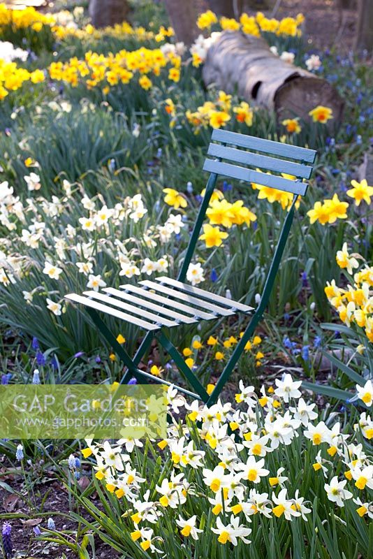 Chair positioned in Spring border