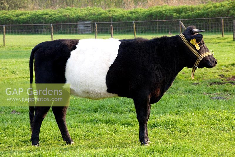 Typical dutch cow - Lakenfelder