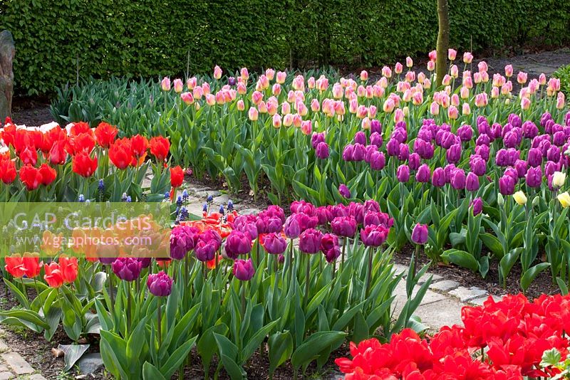 Tulips in Spring garden. Tulipa 'Foxtrott', Tulipa 'Sweet Lady', Tulipa 'Abba', Tulipa 'Arabian Mystery' and Tulipa 'Arabella'