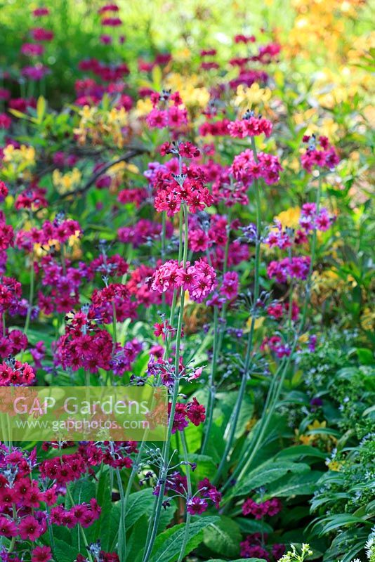 Primula pulverulenta with Azalea luteum in the background