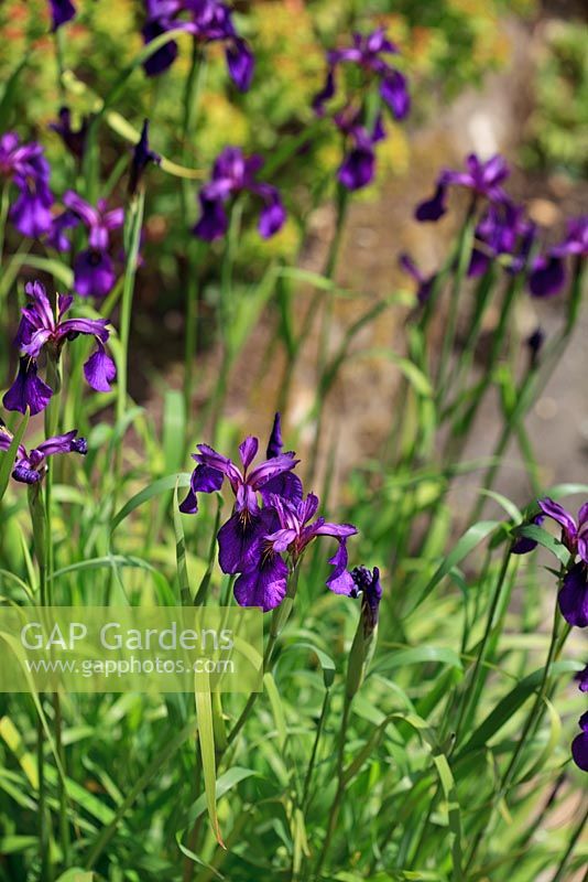 Iris chrysographes 'Mandarin Purple'