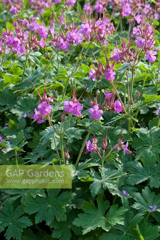 Geranium macrorhizum 'Spessart'