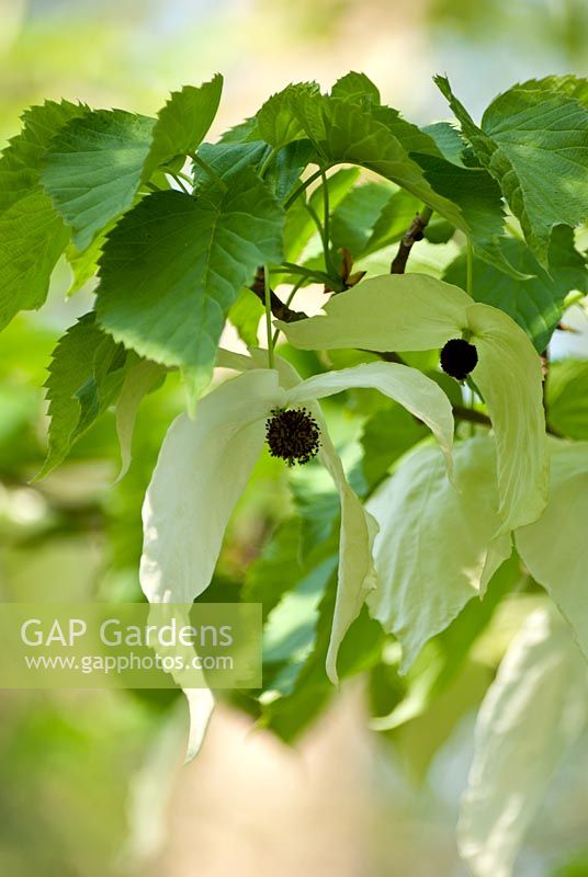 Davidia involucrata