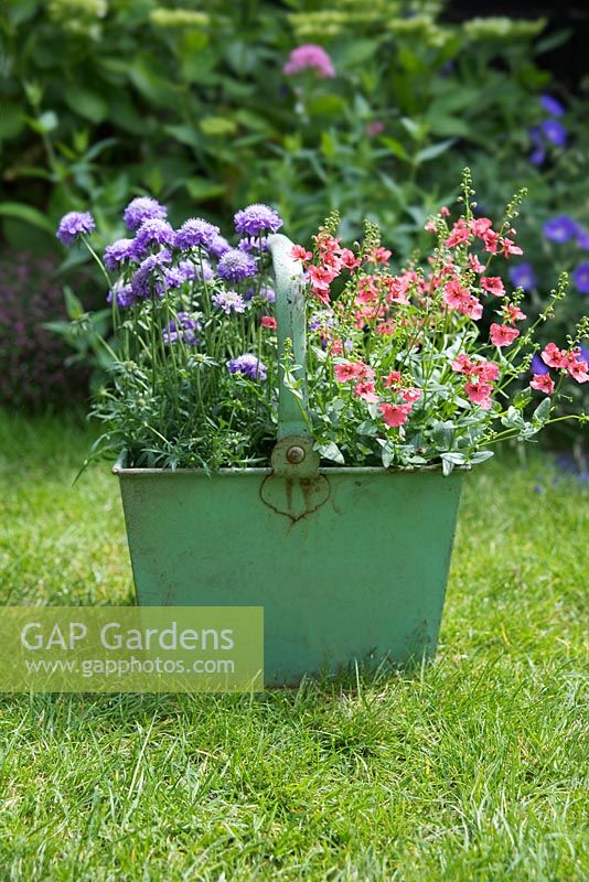 Scabiosa jap, Scabious 'Ritz Blue' and Diascia 'Genta Salmon' in an old green metal container,