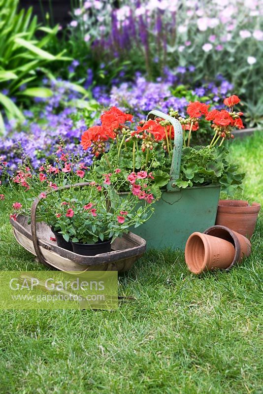 Red zonal Pelargoniums planted in an old green metal container and Diascia 'Genta Salmon' in a garden trug.
