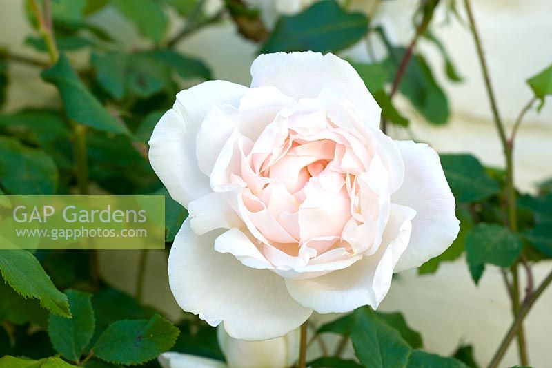 Rosa 'Madame Alfred Carriere'