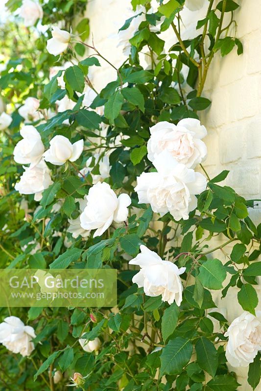 Rosa 'Madame Alfred Carriere'
