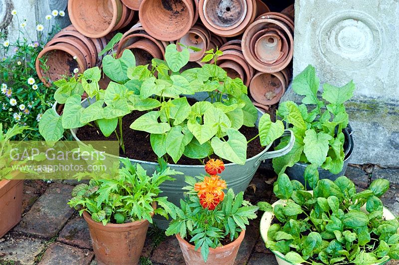 Salad growing in assorted vintage containers including Lettuce 'Tom Thumb and 'Fiamma', Spinach 'Emilia', Salad Leaves 'Spicy Green Mix', Dwarf Beans and Carrot 'Rondo' 
