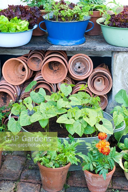 Salad growing in assorted vintage containers including Lettuce 'Tom Thumb and 'Fiamma', Spinach 'Emilia', Salad Leaves 'Spicy Green Mix', Dwarf Beans and Carrot 'Rondo' 
