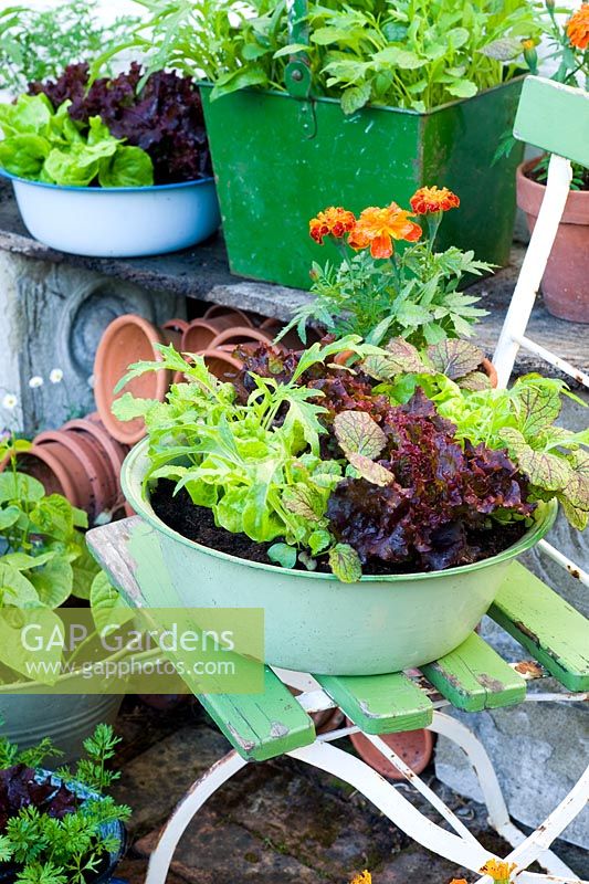Salad growing in assorted vintage containers including Lettuce 'Tom Thumb and 'Fiamma', Spinach 'Emilia', Salad Leaves 'Spicy Green Mix', Dwarf Beans and Carrot 'Rondo' 
