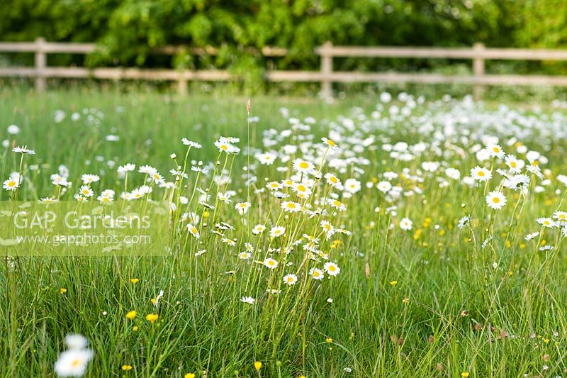 Meadow of Leucanthemum vulgare - Ox eye Daisies or Moon Daisies