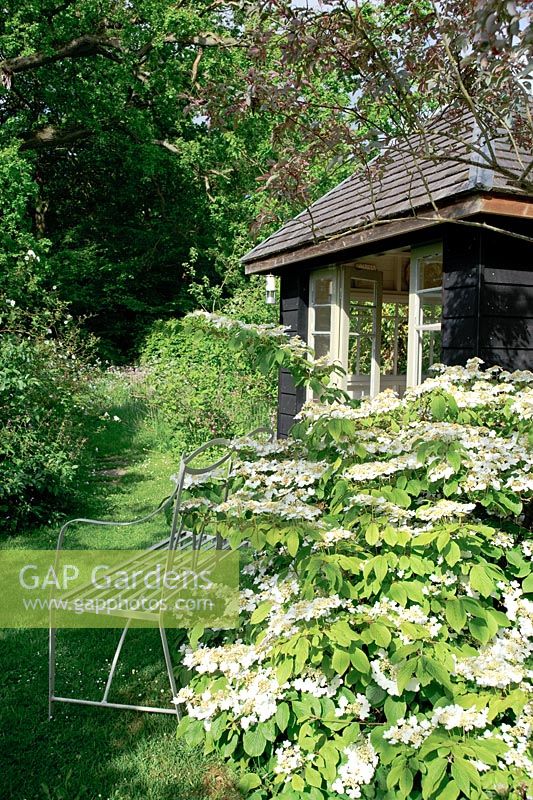 Viburnum plicatum 'Mariesii' and iron bench by summerhouse - Rustling End
