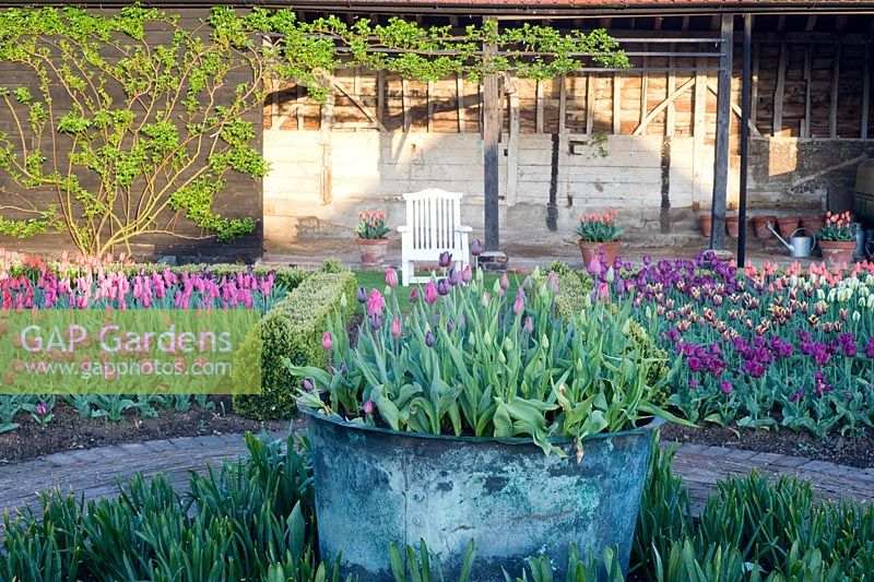 Beds of Tulipa - Tulips and copper verdigris pot. Tulips 'Barcelona' and 'Queen of the Night' - Ulting Wick, Essex NGS UK