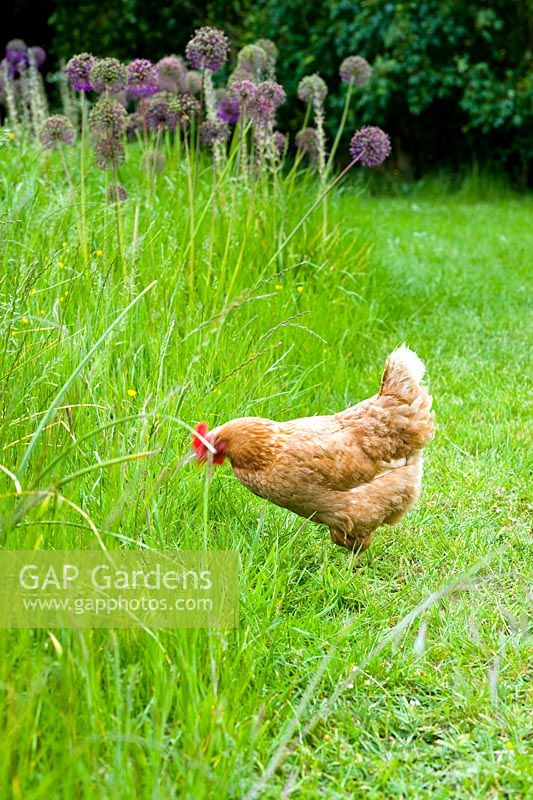 Chicken on lawn