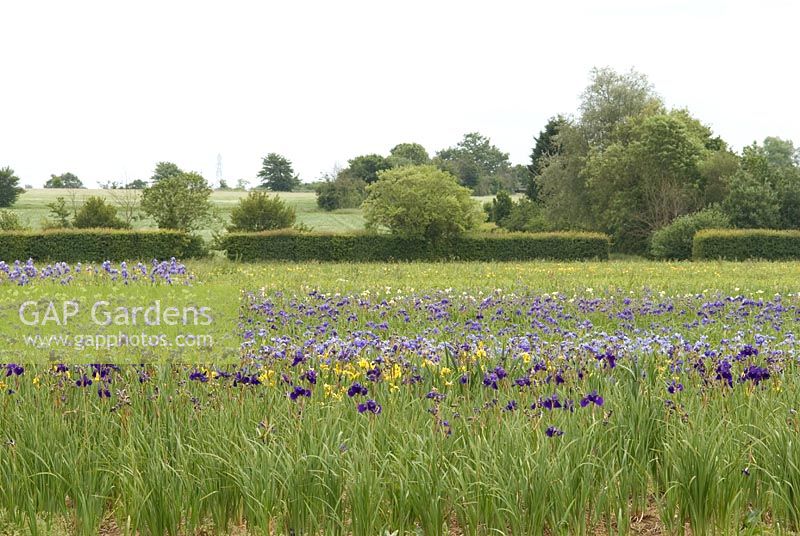 Iris fields at Howard Nurseries, Wortham, Norfolk. 4 June