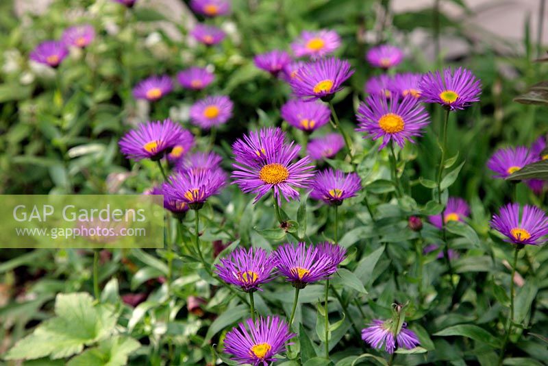 Erigeron 'Dunkelste Aller' AGM - Midsummer Daisy