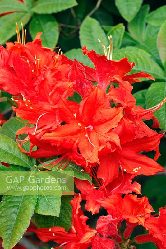 Rhododendron 'Hotspur Red', May