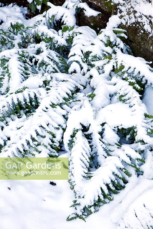 Snow covered Fern in the ruin - Veddw House Garden, December 