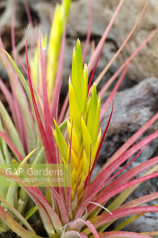 Tillandsia concolor 'Cuicatlan'