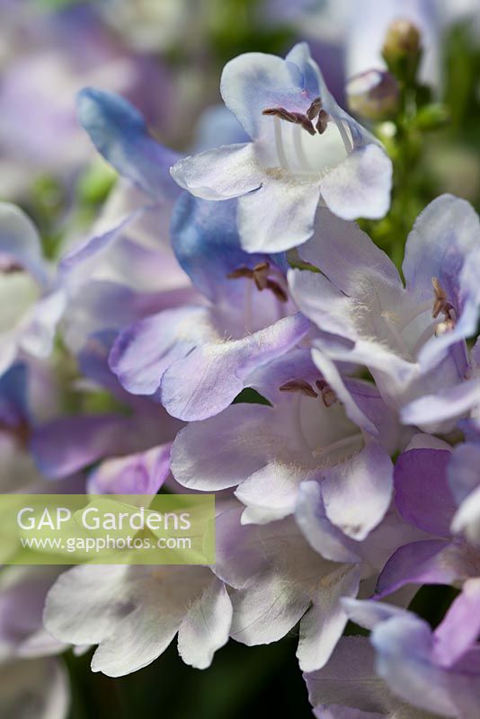 Penstemon 'Penacolada Blue' ,  June - Beardtongue