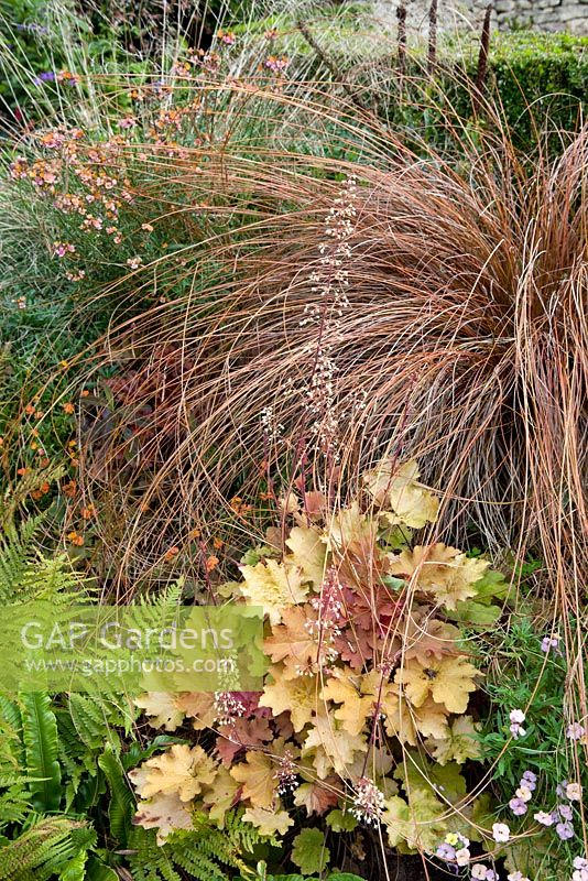 Carex flagellifera with Heuchera 'Caramel' - Derry Watkins Garden at Special Plants, Bath, UK