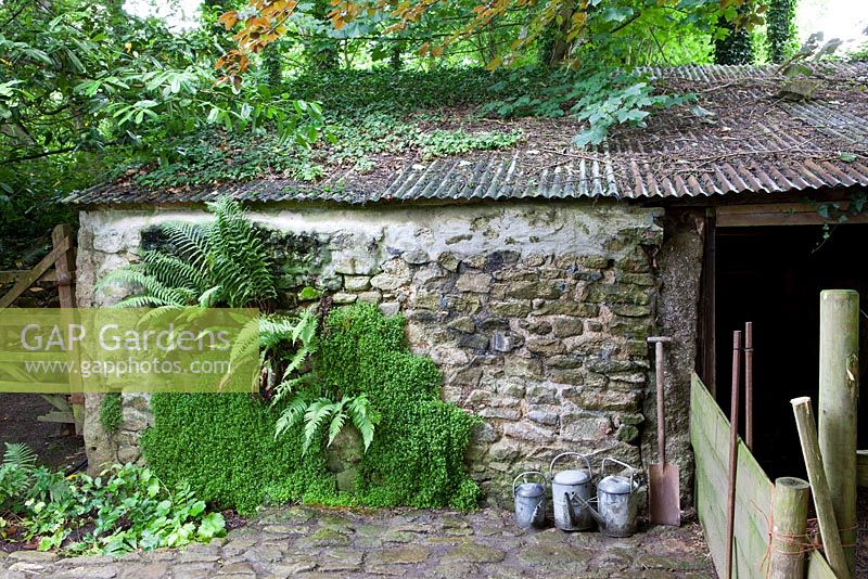 Dryopteris filix-mas (Male Fern) growing in wall of barn. Trevoole Farm, Cornwall. 