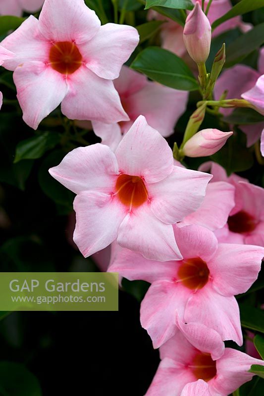 Mandevilla 'Sundaville Cream Pink'