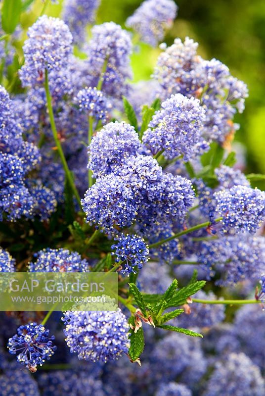 Ceanothus arboreus 'Trewithen Blue'. Old Rectory, Kingston, Isle of Wight, Hants, UK