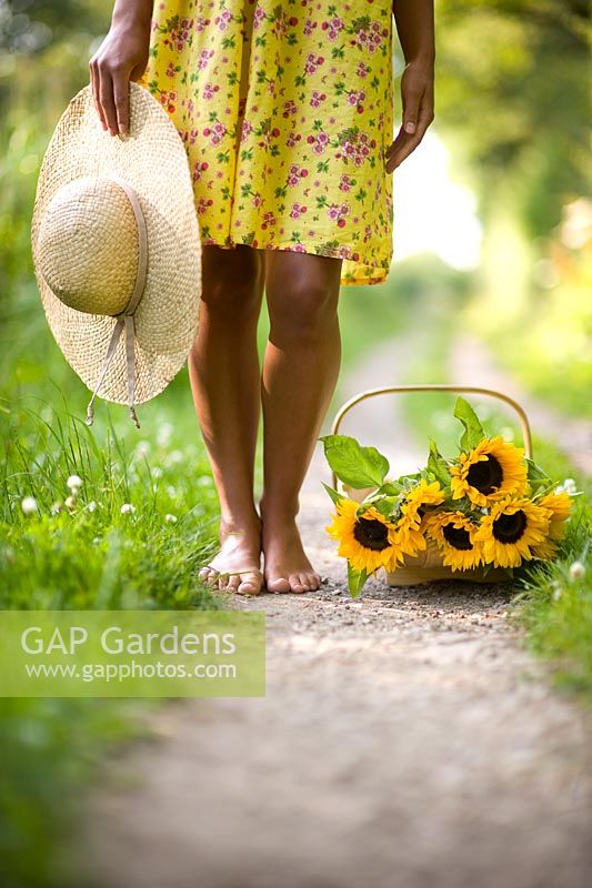 Barefoot woman wearing a flowery yellow dress holding a straw sunhat with a trug of Sunflowers on a rural path