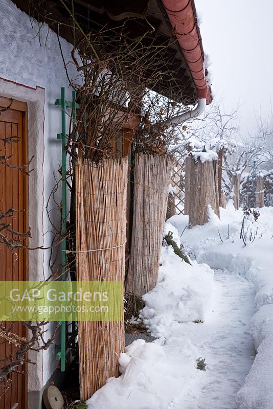 Strawmats protect climbing roses during winter