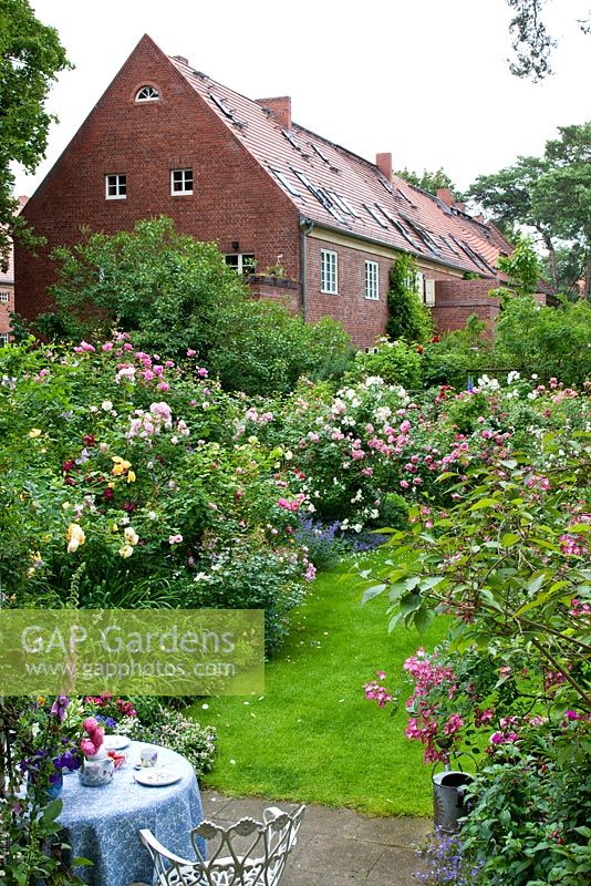 Against the backdrop of a brick house, a rose garden with 'Adam Messerich', 'Bonica 2000', 'Buff Beauty', 'Cardinal Hume', 'Leonardo da Vinci', 'Mozart', 'New Dawn' and Campanula poscharskyana