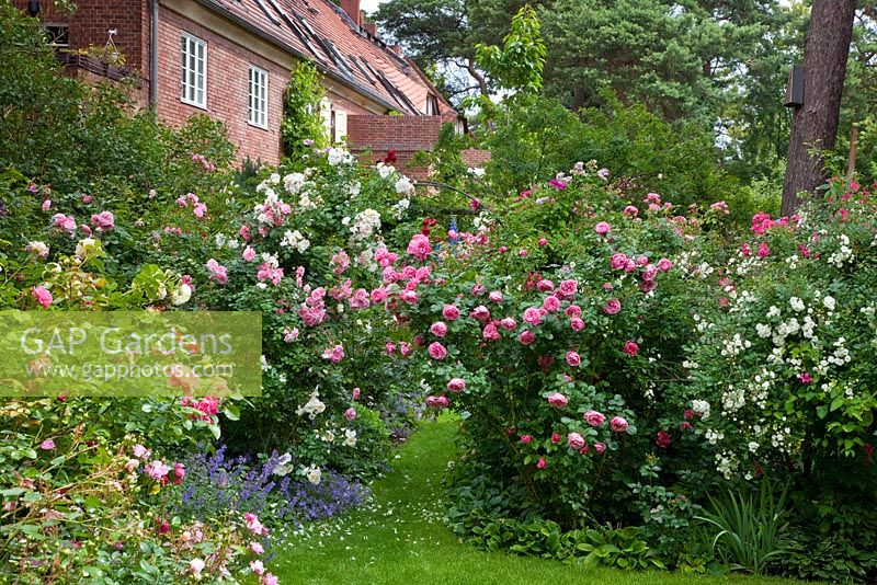 Next to brick house a rose garden with Rosa 'Bonica 2000', 'Heidesommer', 'Leonardo da Vinci', 'Play Rose' and Campanula poscharskyana