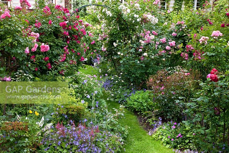 Perennials line a path through a rose garden. Planting contains Roses 'Bonica 2000', 'Heidesommer', 'Play Rose', Alchemilla mollis, Campanula persicifolia and Campanula poscharskyana