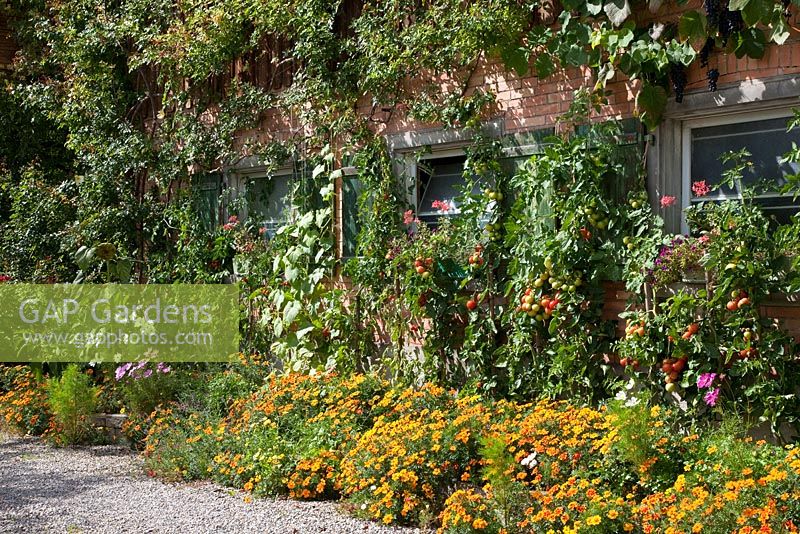 Brick stable completely covered with vegetables, flowers and climbers - Tagetes tenuifolia and Vitis vinifera