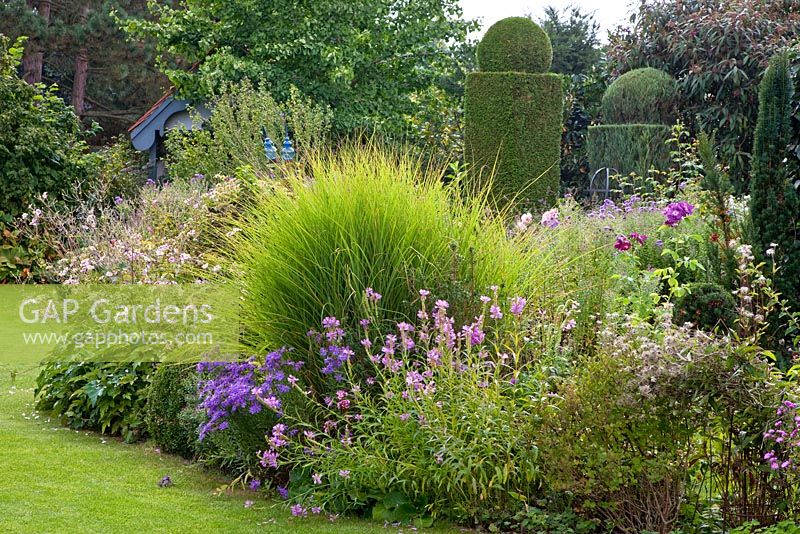 Perennial flower bed with ornamental grass and topiary. Plants are, Anemone hupehensis 'Septembercharme', Aster amellus 'Veilchenkönigin', Buxus, Juniperus virginiana 'Skyrocket', Miscanthus sinensis 'Gracillimus', Physostegia virginiana 'Vivid', Taxus and Thuja occidentalis 'Smaragd'
