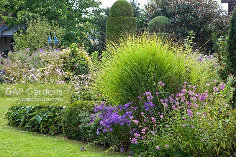 Perennial flower bed with ornamental grass and topiary. Plants are, Anemone hupehensis 'Septembercharme', Aster amellus 'Veilchenkönigin', Buxus, Juniperus virginiana 'Skyrocket', Miscanthus sinensis 'Gracillimus', Physostegia virginiana 'Vivid', Taxus and Thuja occidentalis 'Smaragd'
