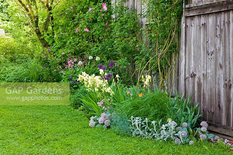 Perennial border and climbers next to wooden barn, Plants are Rosa 'Marguerite Hilling' and Allium karataviense,Iris, 