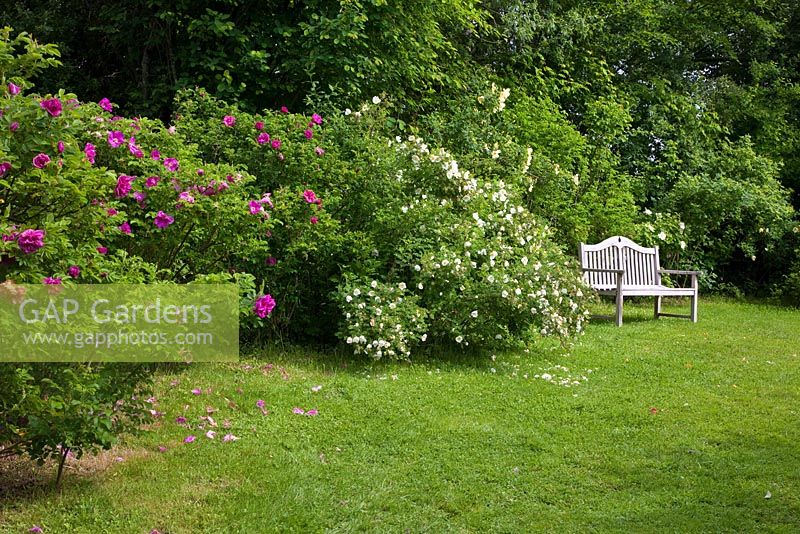 Wooden bench next to shrub roses. Rosa 'Moje Hammerberg', Rosa spinoissima, Rosa pimpinellifolia and Rosa rugosa 