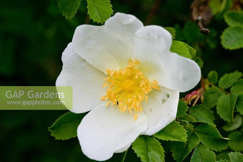 Rosa spinosissima syn. Rosa pimpinellifolia