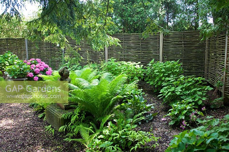 Shade tolerant planting with stone sculpture on a plinth next to willow trellis. Plants include, Hydrangea macrophylla and Matteucia struthiopteris
