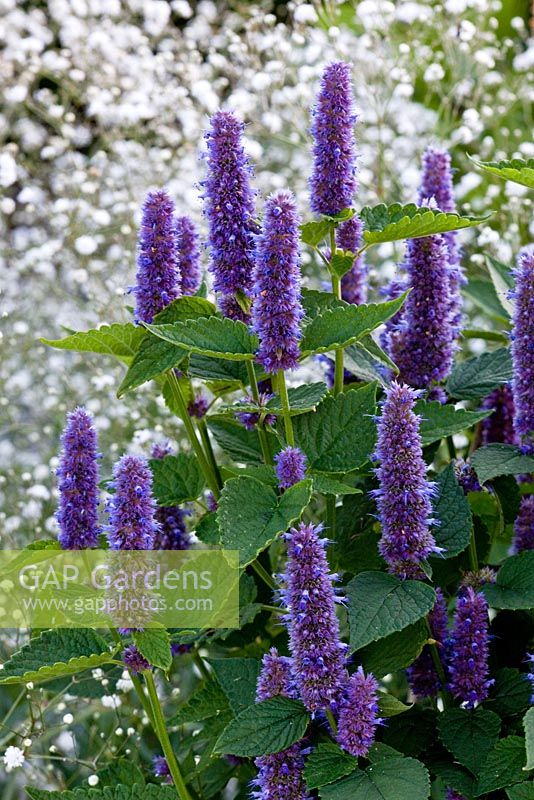 Agastache 'Blue Fortune' and Gypsophila
